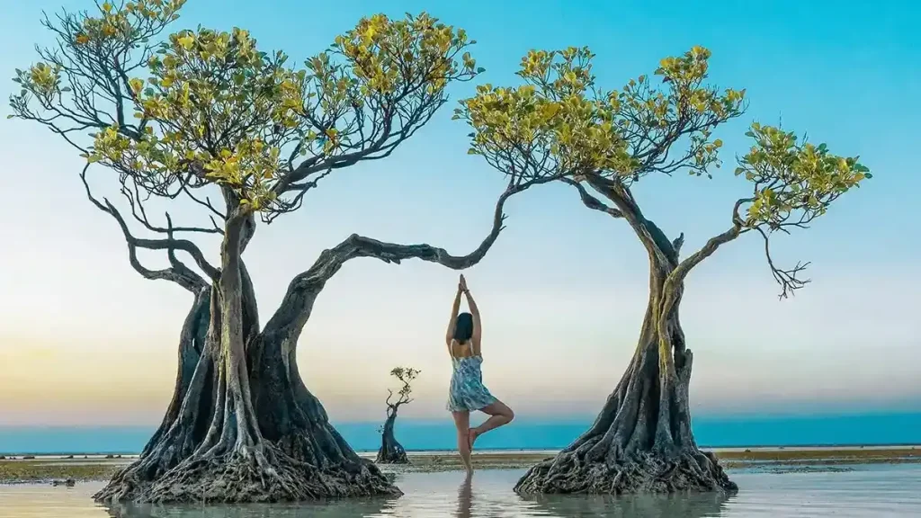 Mangrove dancing trees at Walakiri Beach at sunset
